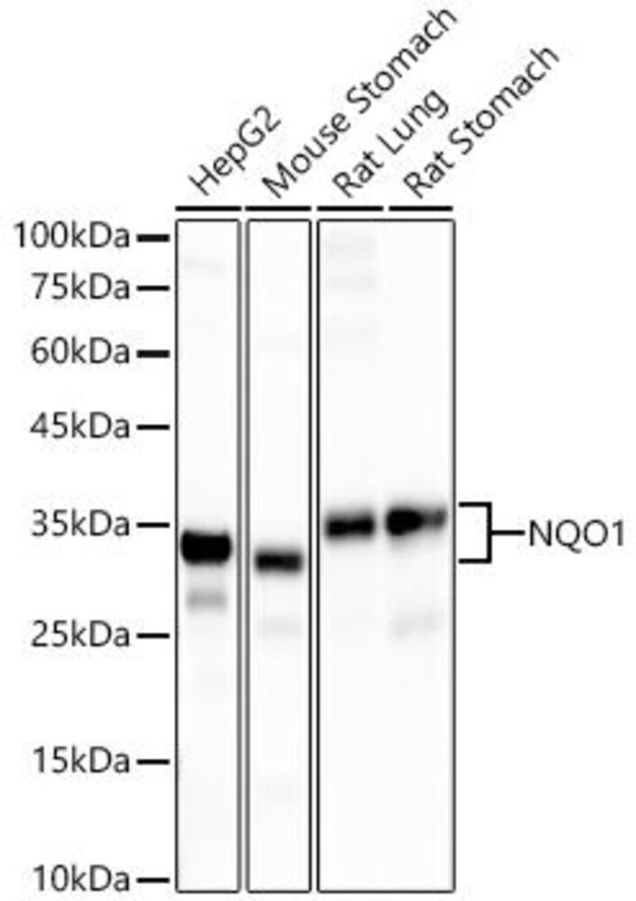 Anti-NQO1 Antibody [ARC56753]