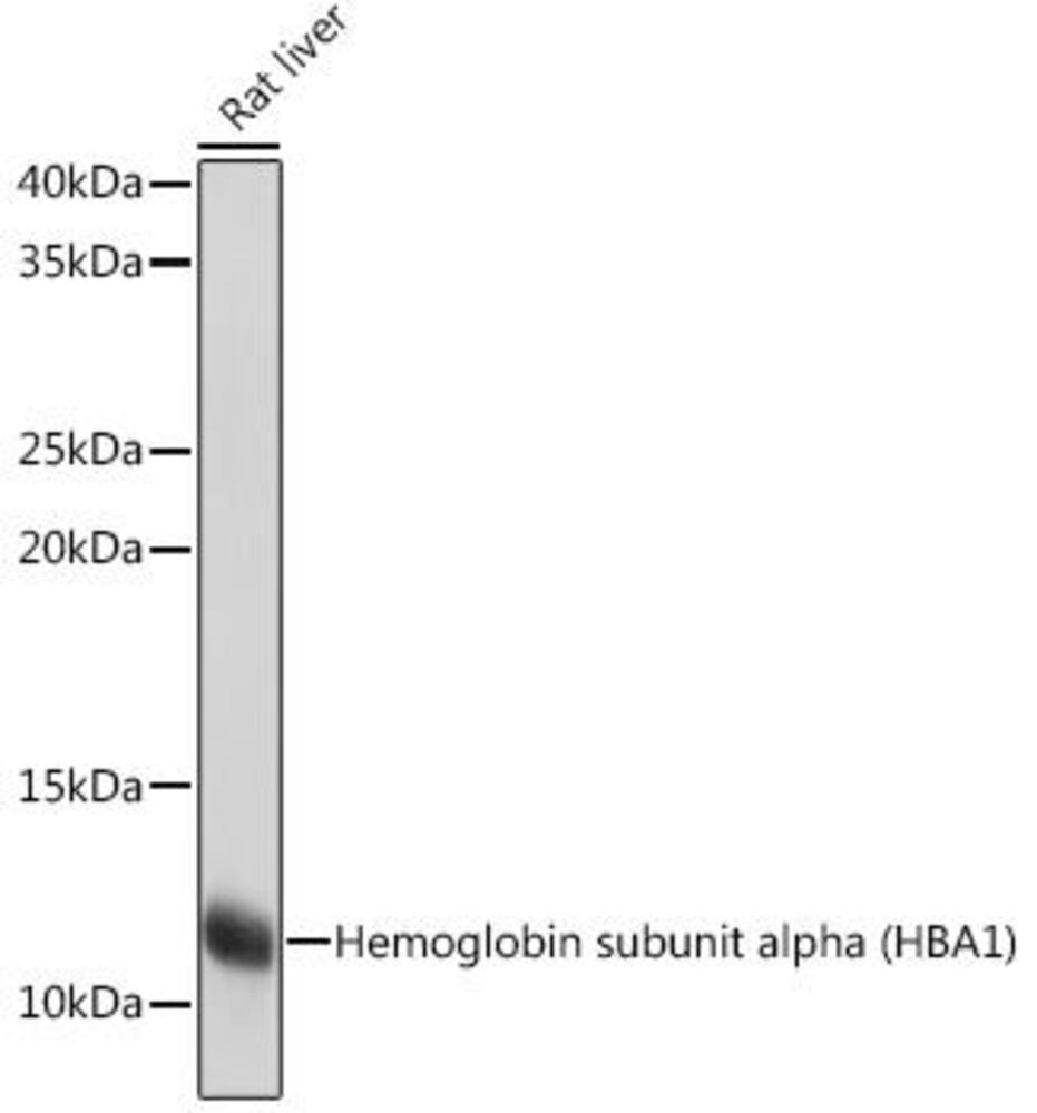 Anti-Hemoglobin subunit alpha Antibody [ARC1510]