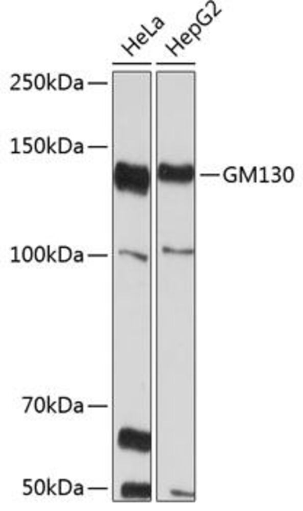 Anti-GM130 Antibody [ARC0589]