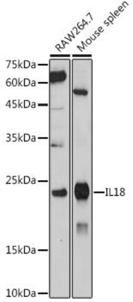 Anti-IL-18 Antibody, 100 µl