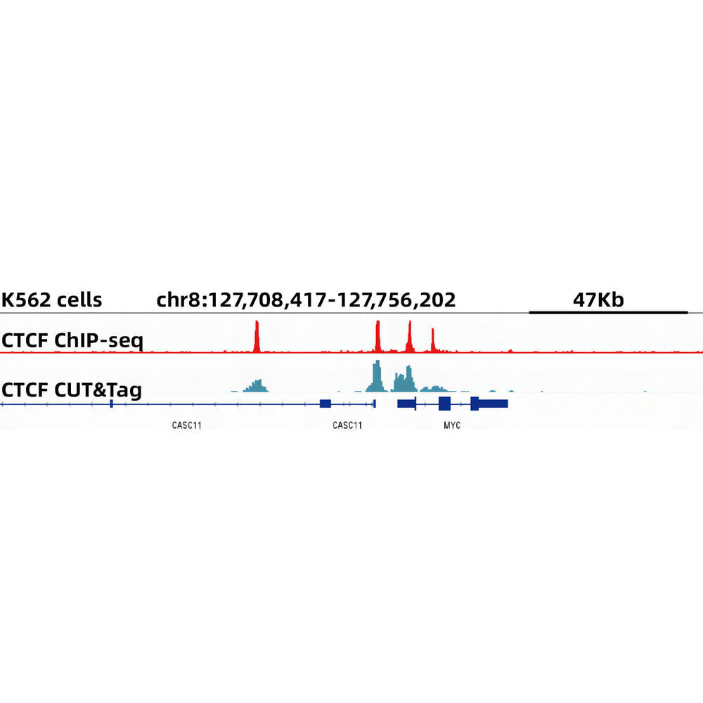 Anti-CTCF Antibody [ARC0067]