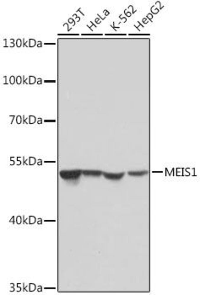 Anti-MEIS1 Antibody