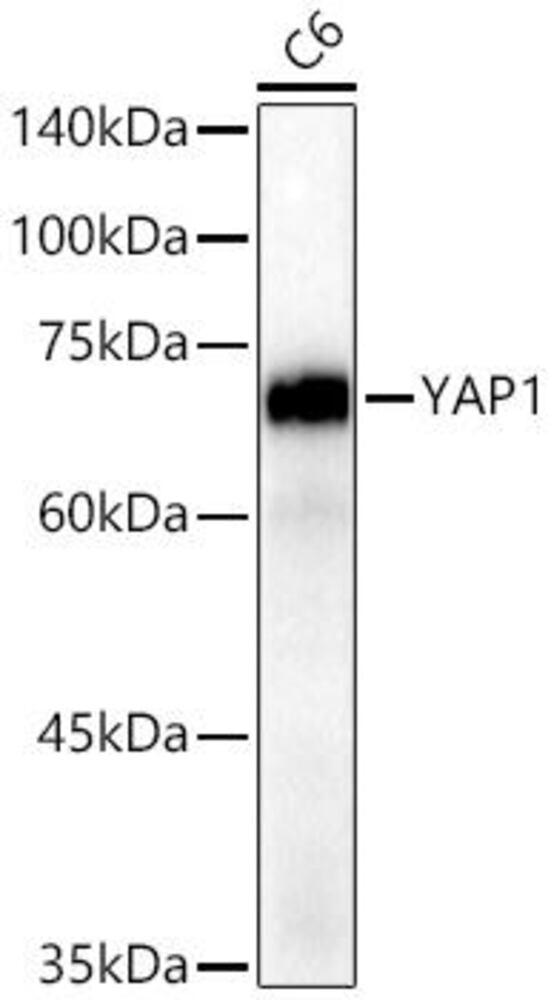 Anti-YAP1 Antibody [ARC53477]