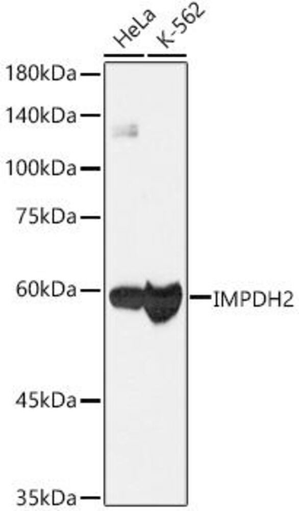 Anti-IMPDH2 Antibody [ARC1479]