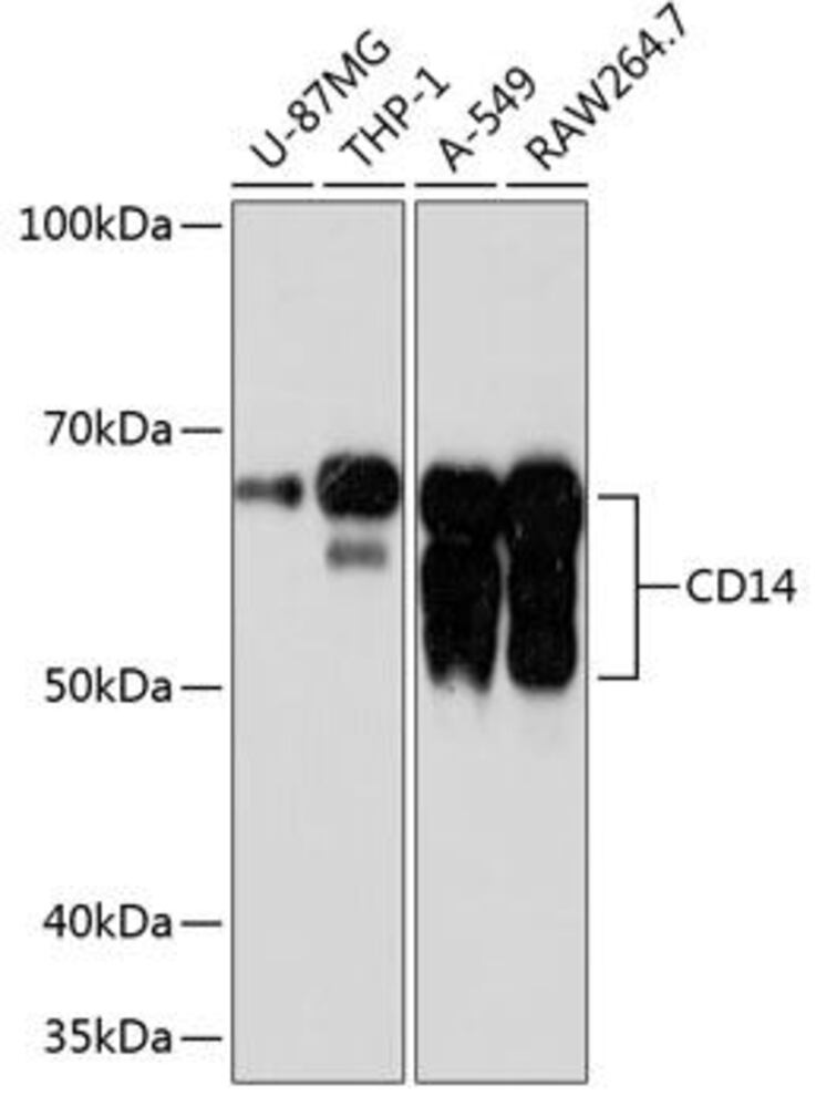 Anti-CD14 Antibody [ARC0353], 100 µl