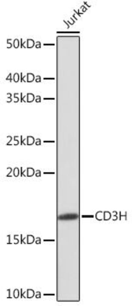 Anti-CD3 zeta Antibody [ARC0533], 100 µl