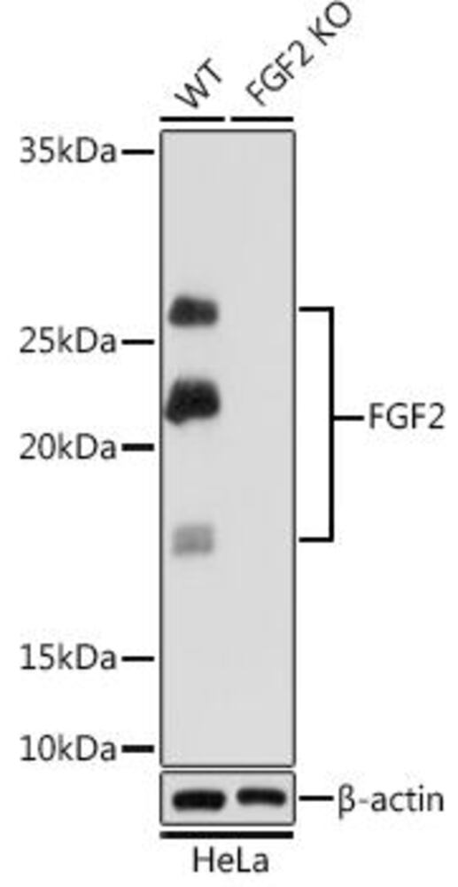 Anti-FGF2 antibody [ARC0618], 100 µl