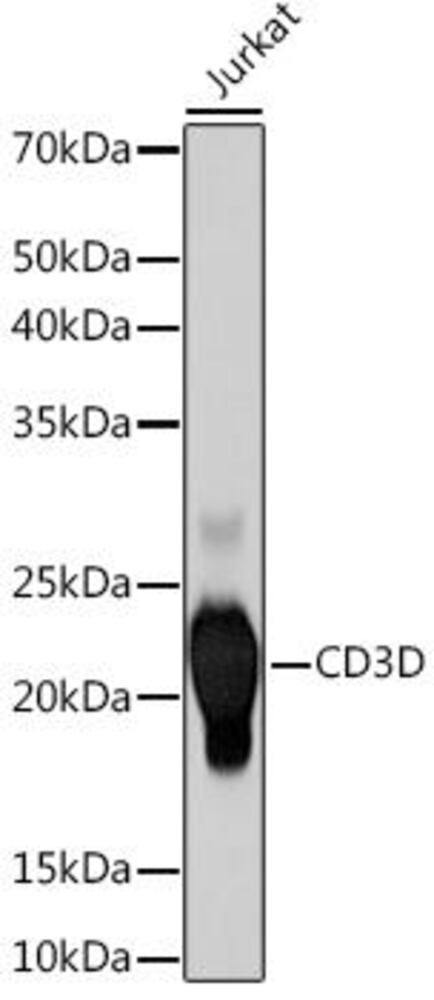 Anti-CD3D antibody [ARC1741], 100 µl