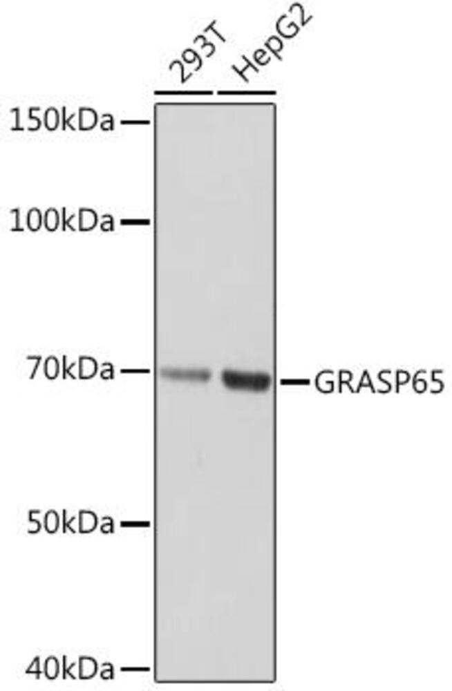 Anti-GRASP65 Antibody [ARC1911]