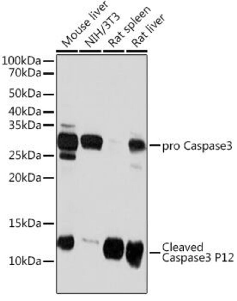 Anti-Caspase-3 Antibody [ARC0143]