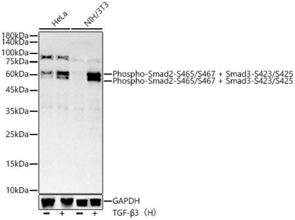 Anti-Smad2 (phospho Ser465 + Ser467) + Smad3 (phospho Ser423 + Ser425) antibody [ARC56314], 100 µl