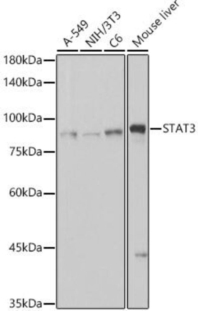 Anti-STAT3 Antibody [ARC2603], 100 µl