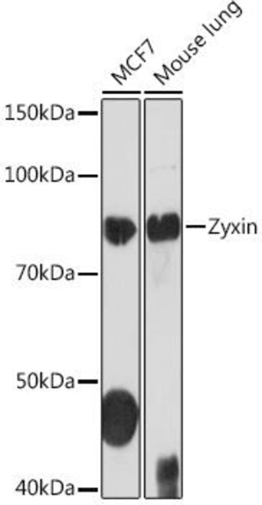 Anti-Zyxin Antibody [ARC1906], 100 µl