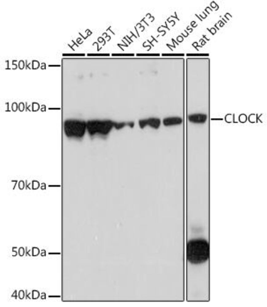 Anti-KAT13D/CLOCK Antibody [ARC1819]