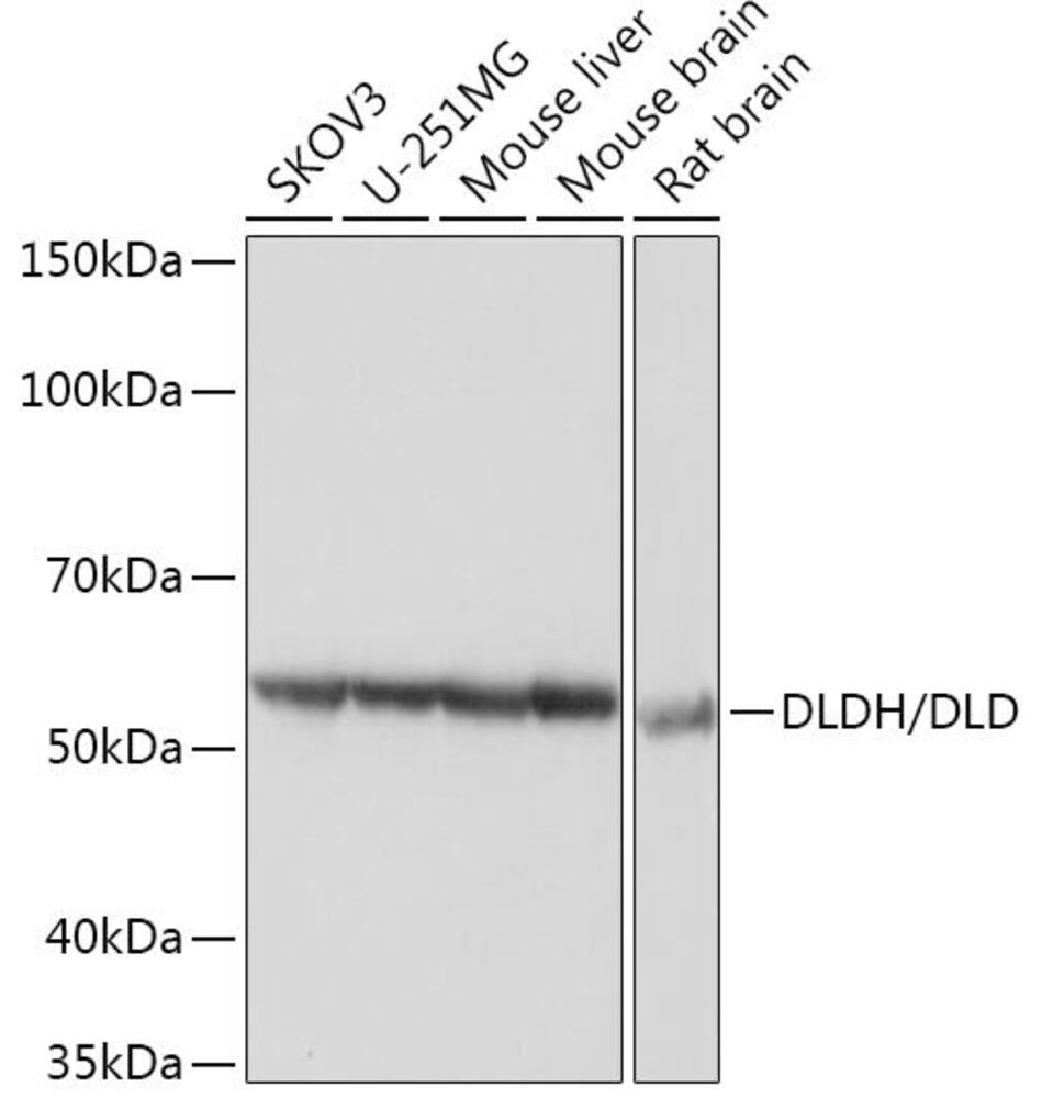 Anti-Lipoamide Dehydrogenase Antibody [ARC1224]