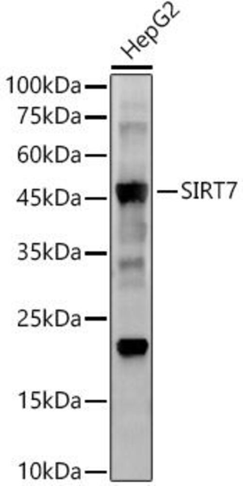 Anti-SIRT7 Antibody [ARC56567]