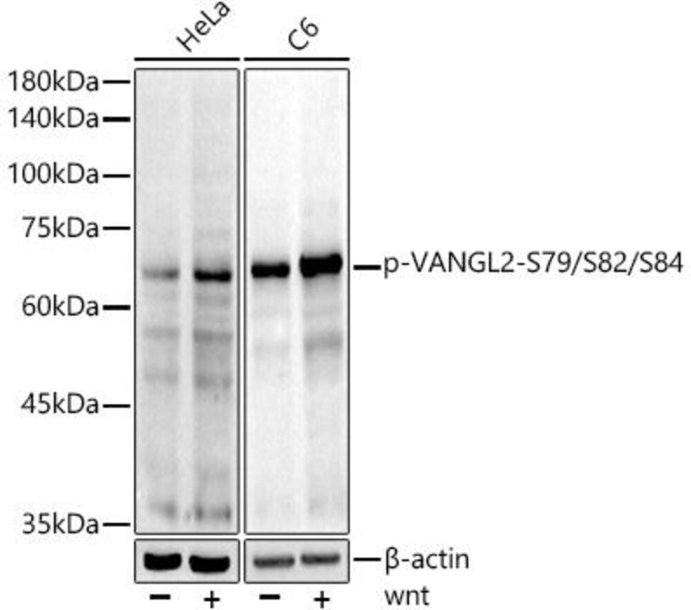 Anti-VANGL2 (phospho Ser79 + Ser82 + Ser84) Antibody [ARC5022-03], 100 µl