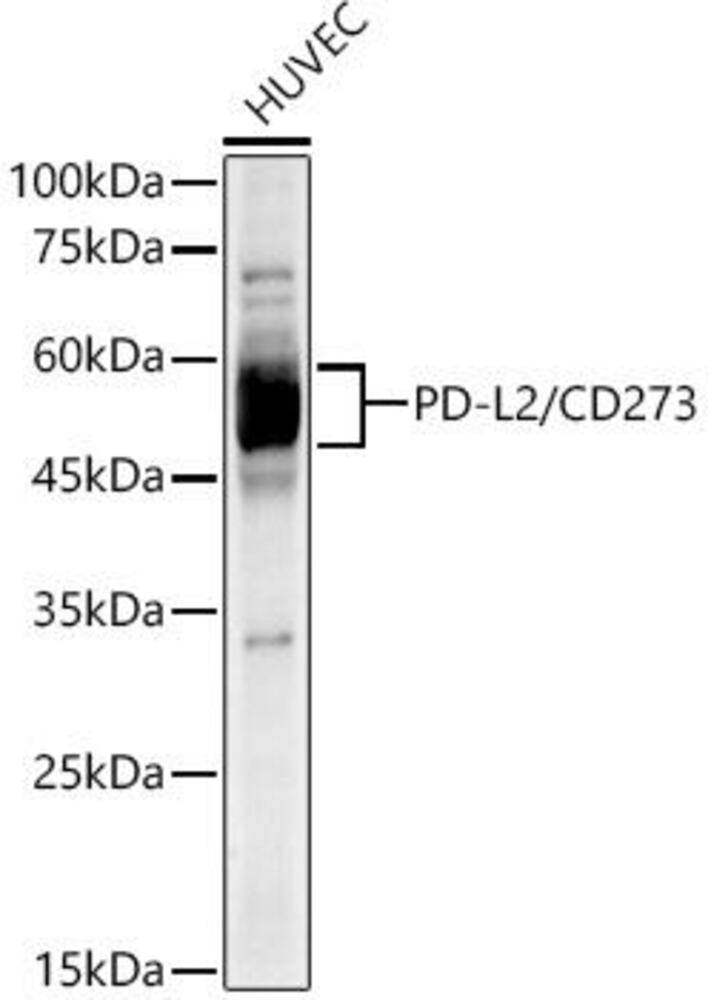 Anti-PD-L2 Antibody [ARC60190]
