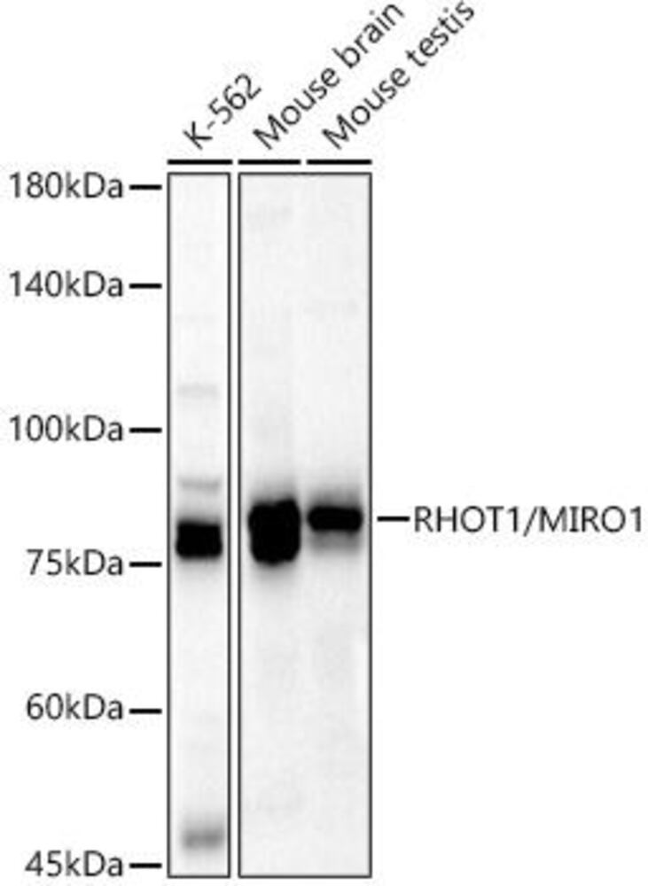 Anti-MIRO1 Antibody