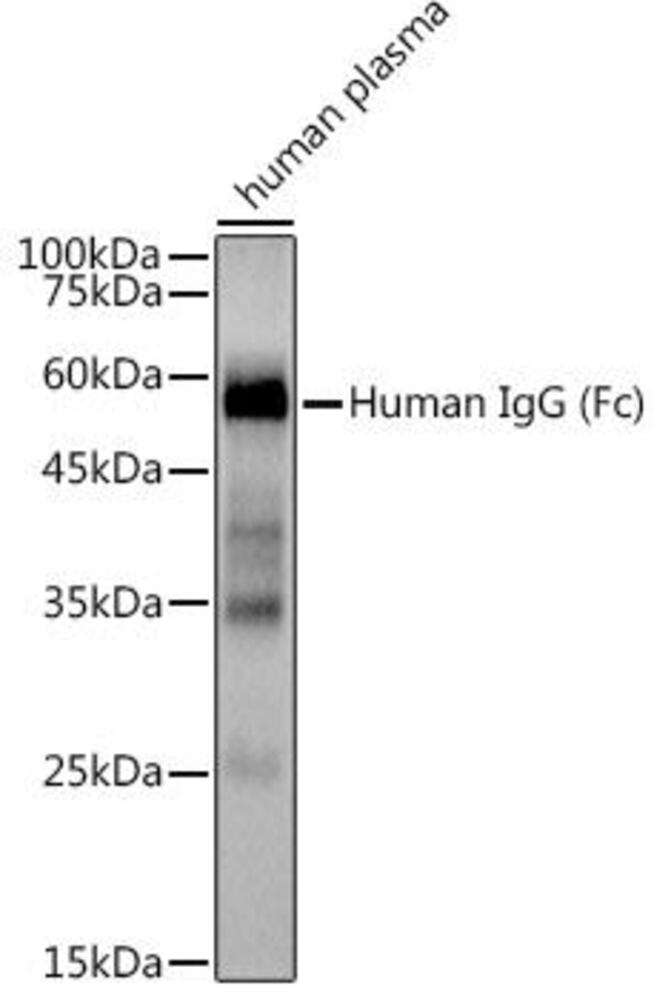 Anti-Human IgG Antibody [ARC2241]