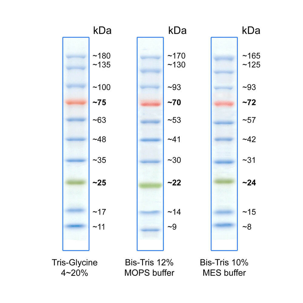 BlueRAY Prestained Protein Ladder, 500 µl