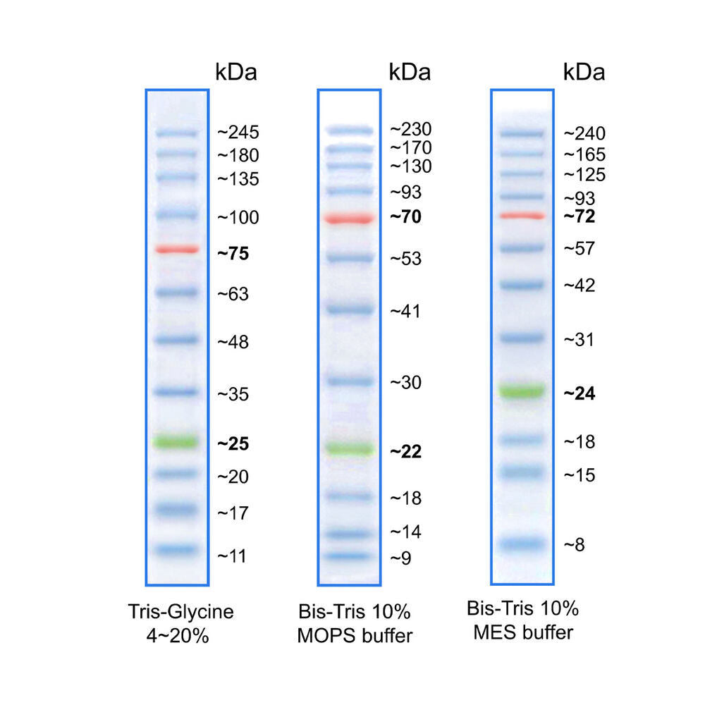 BLUeye Prestained Protein Ladder, 500 µl