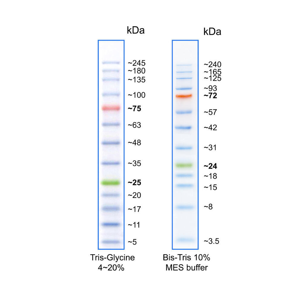 BLUelf Prestained Protein Ladder