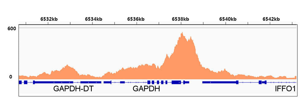 Anti-RNA polymerase II CTD repeat YSPTSP, S (phospho Ser2) Antibody [ARC1540]