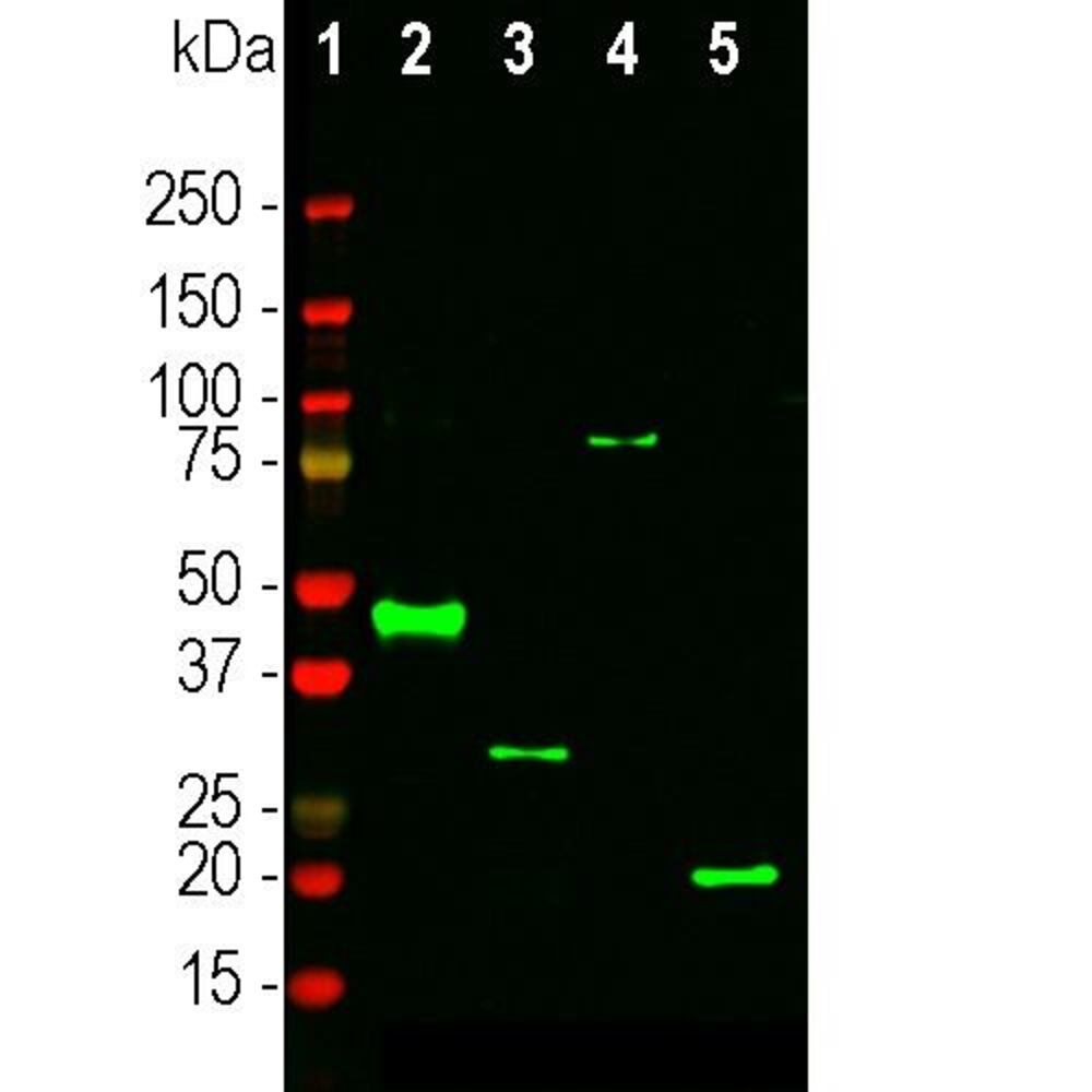 Anti-RNASE1 Antibody [1B63]