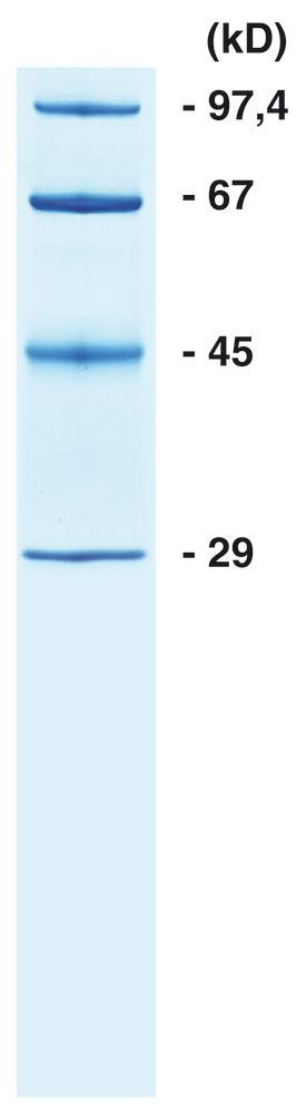 Image of ROTI Mark SMALL