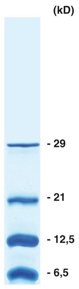 Image of ROTI Mark X-SMALL