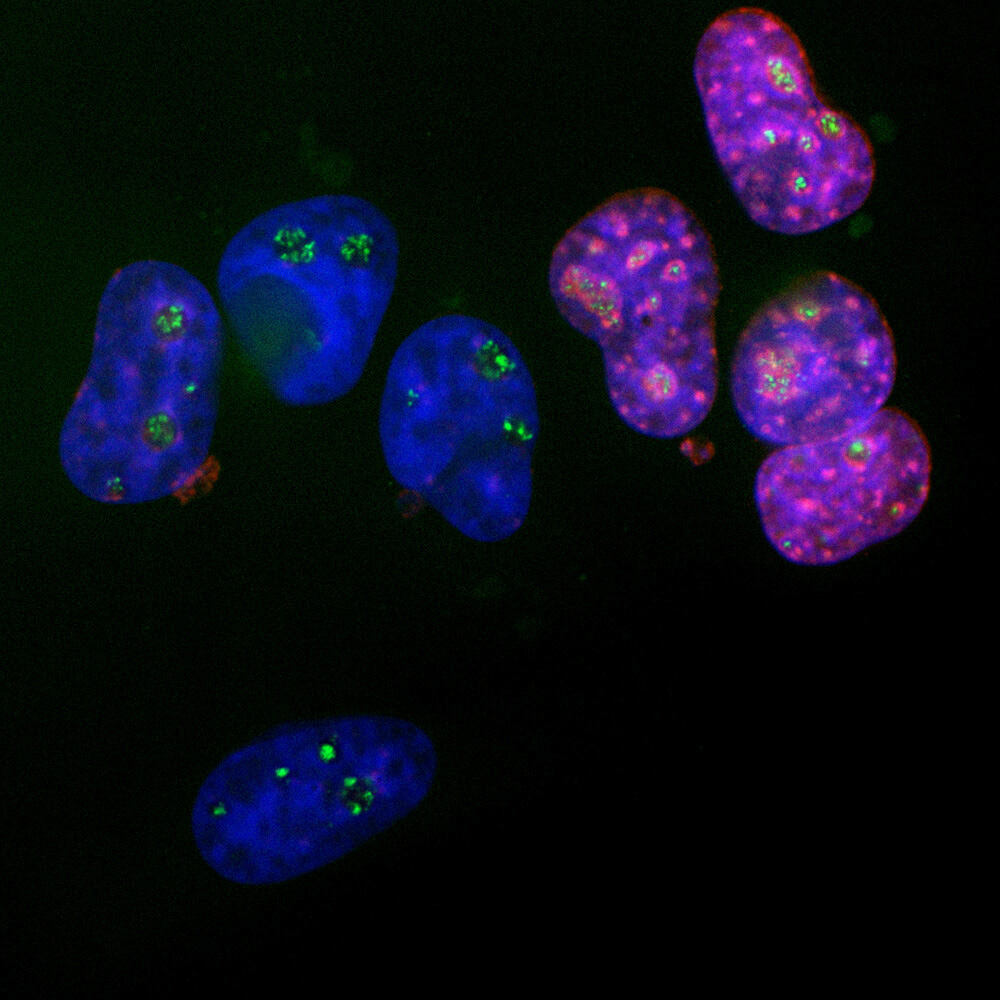 Anti-Ki67 Antibody [5F86], 100 µl