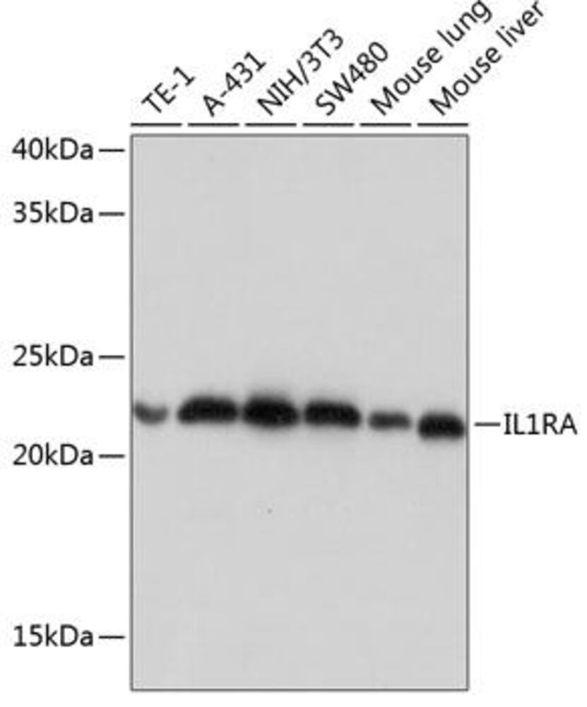 Anti-IL-1RA Antibody [ARC0524], 100 µl