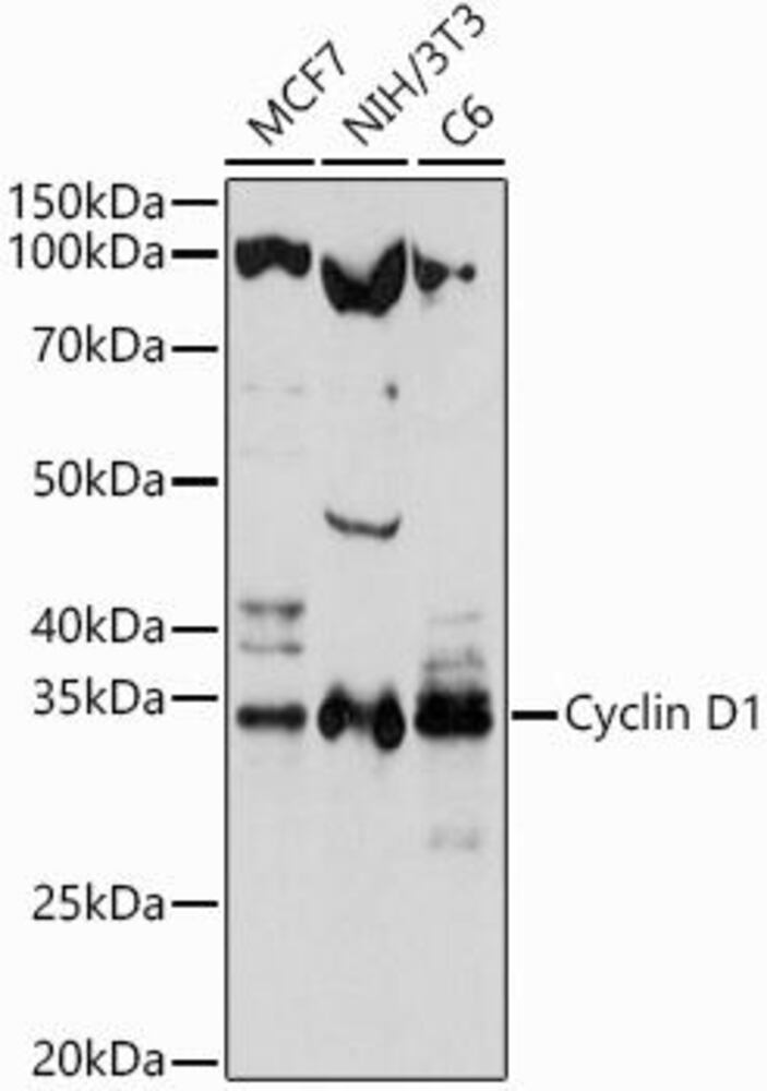 Anti-Cyclin D1 Antibody