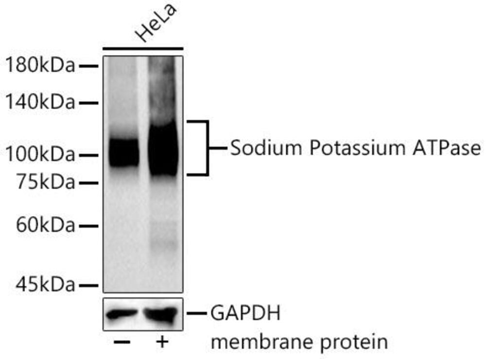 Anti-Sodium Potassium ATPase Antibody [A, RC0674], 100 µl