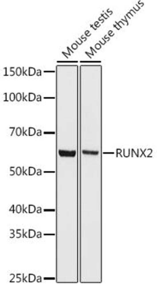 Anti-RUNX2 antibody [ARC0362], 100 µl