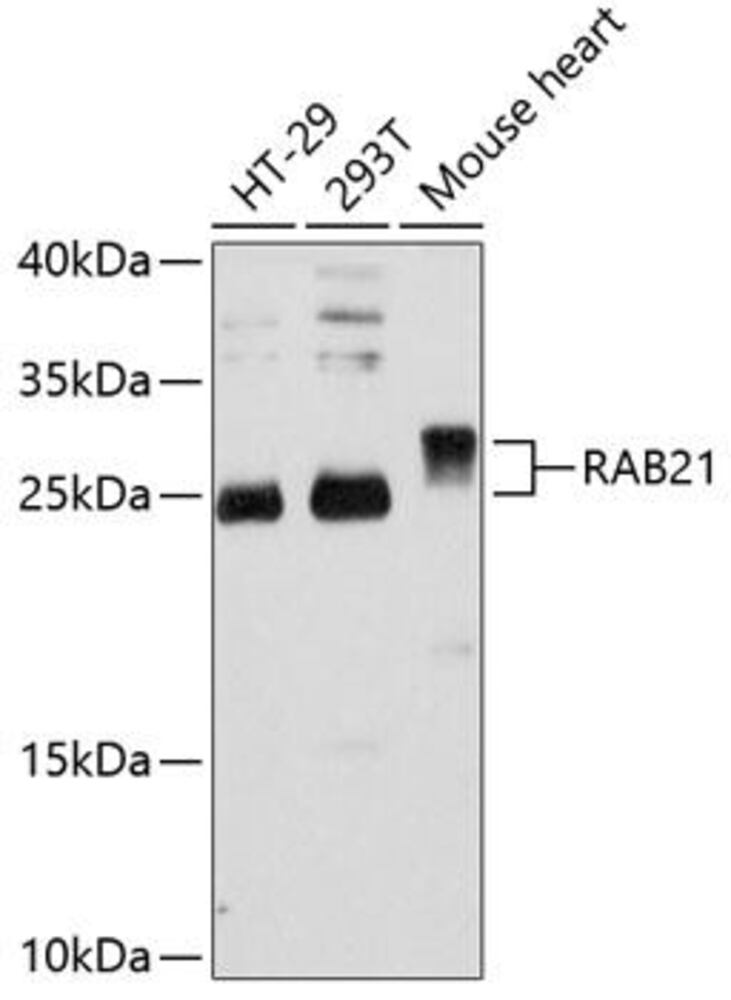 Anti-RAB21 Antibody, 100 µl