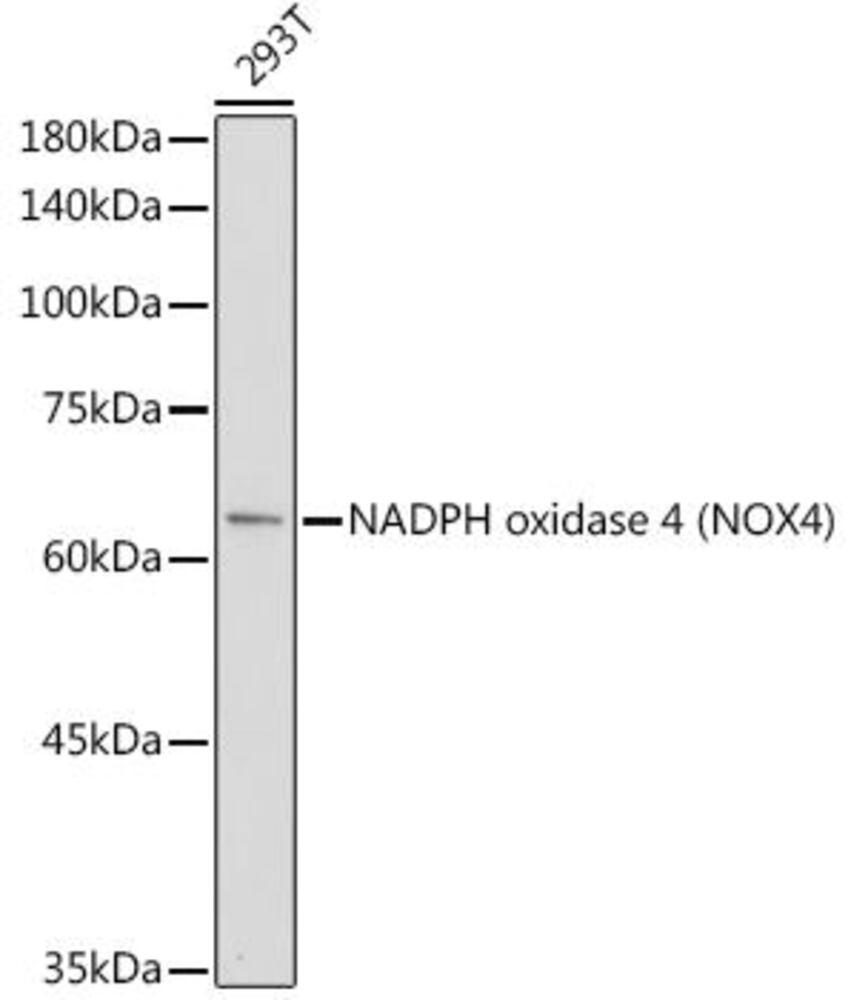 Anti-NADPH oxidase 4 Antibody
