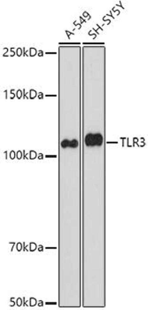 Anti-TLR3 Antibody, 100 µl