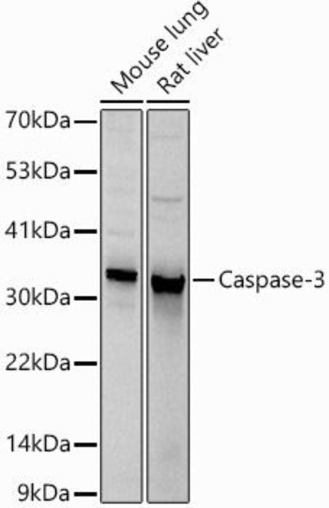 Anti-Caspase-3 Antibody