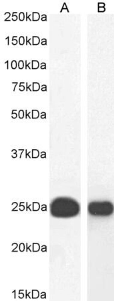 Anti-HP1 alpha Antibody