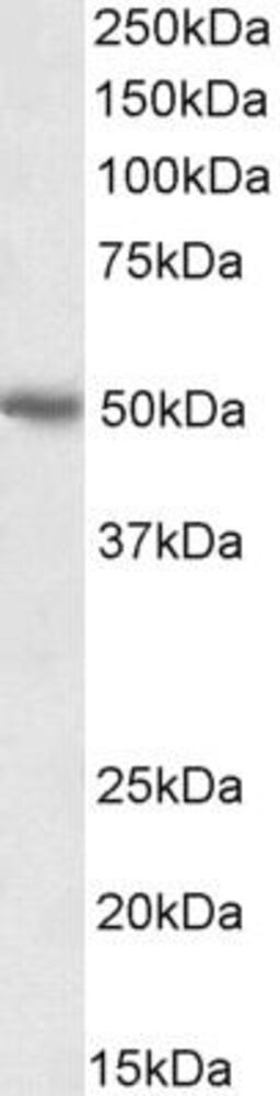 Anti-PD-L1 Antibody, 100 µg