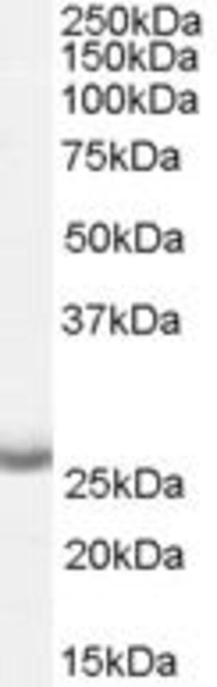 Anti-APH1A Antibody