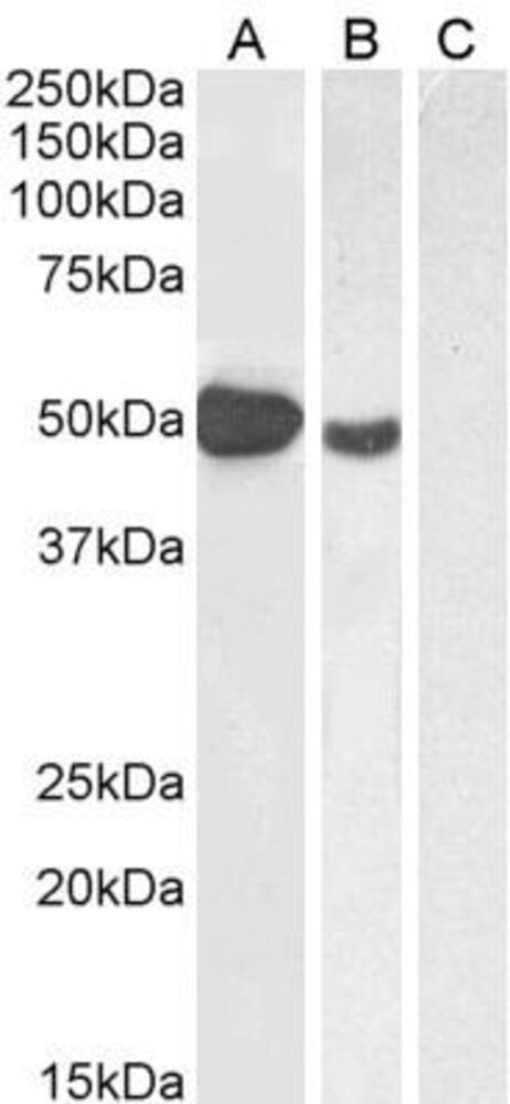 Anti-FOXP3 Antibody, 100 µg