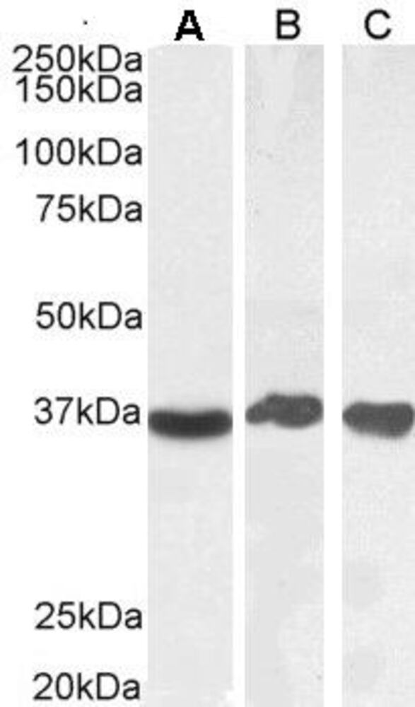 Anti-GAPDH Antibody, 100 µg