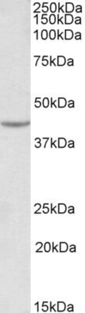 Anti-VEGFA Antibody, 100 µg