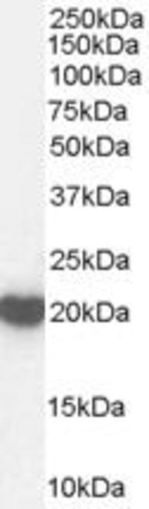 Anti-Peroxiredoxin 2 Antibody