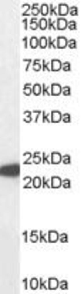 Anti-Glutathione Peroxidase 1 Antibody