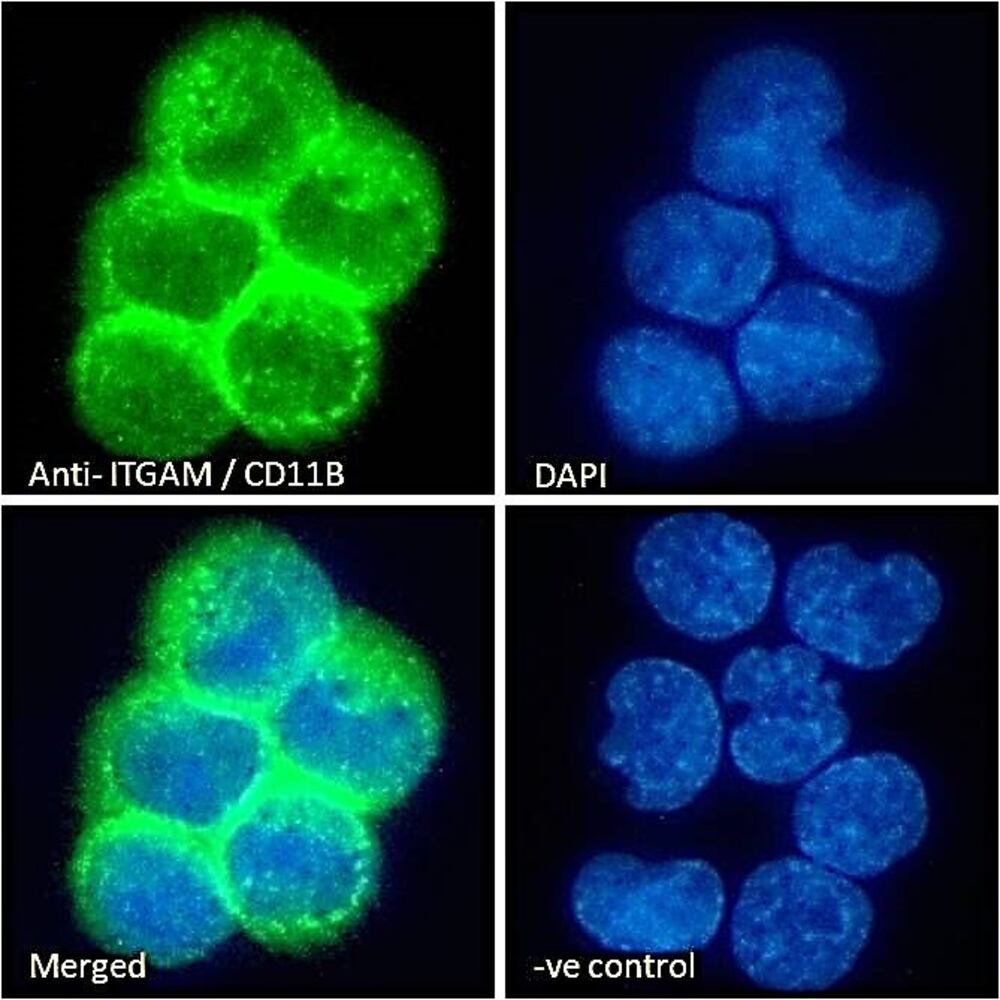 Anti-CD11b Antibody, 100 µg