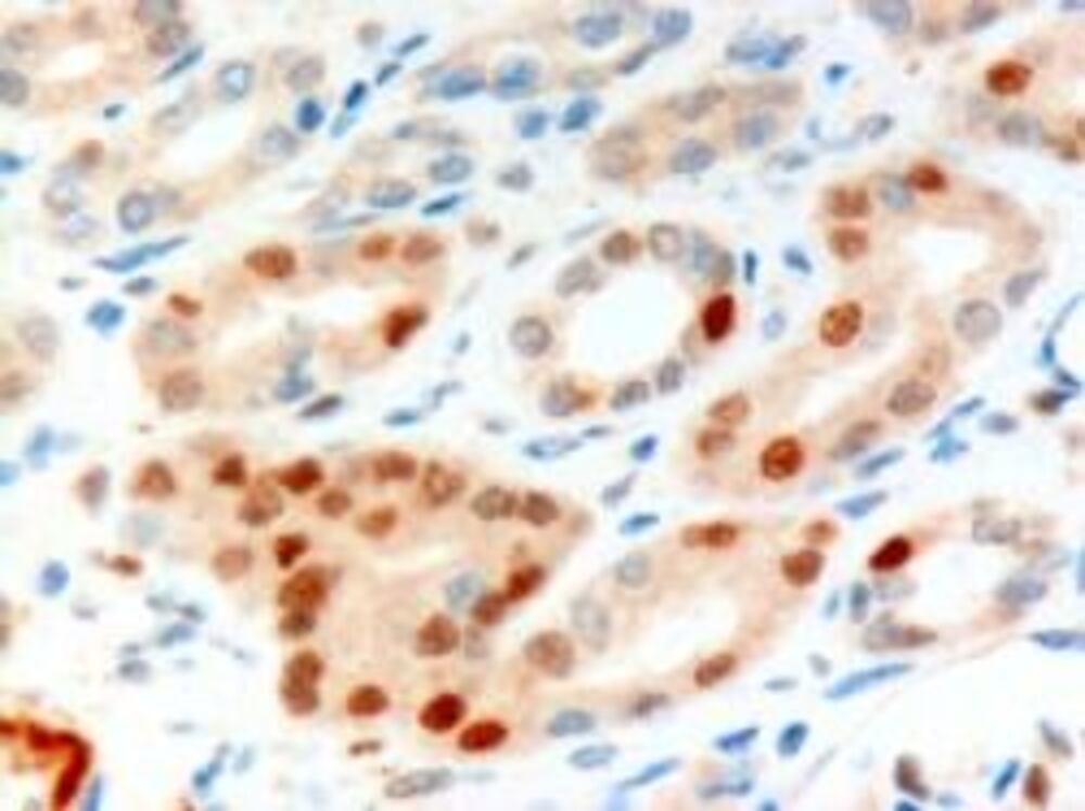 Anti-Anillin Antibody, 100 µg